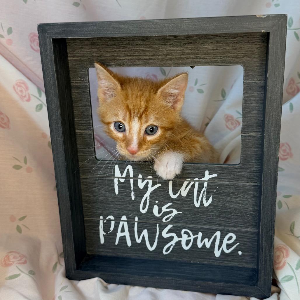 Squash, Adoptable, Kitten Male American Shorthair & American Wirehair.