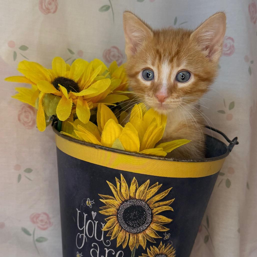 Squash, a Adoptable mixed breed in Mount Vernon, IL image 3/5