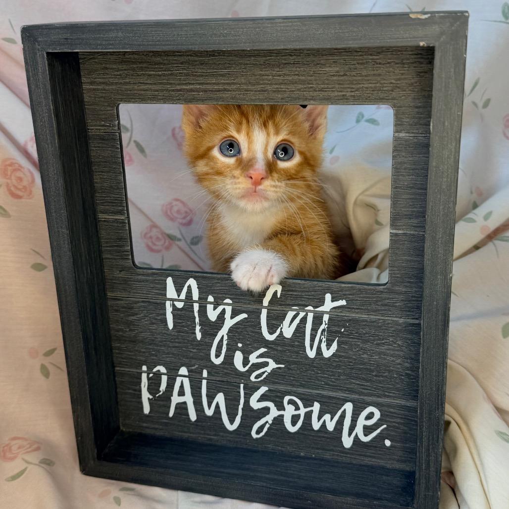 Squash, a Adoptable mixed breed in Mount Vernon, IL image 5/5
