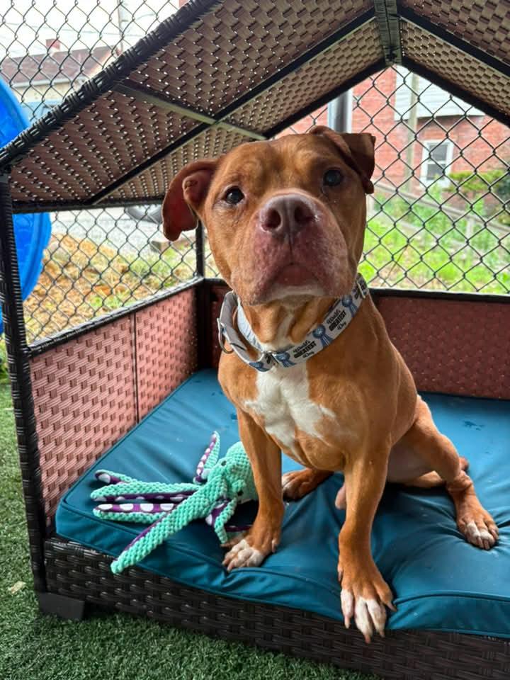 JUNIOR, a ADOPTABLE mixed breed in Vandergrift, PA image 2/3