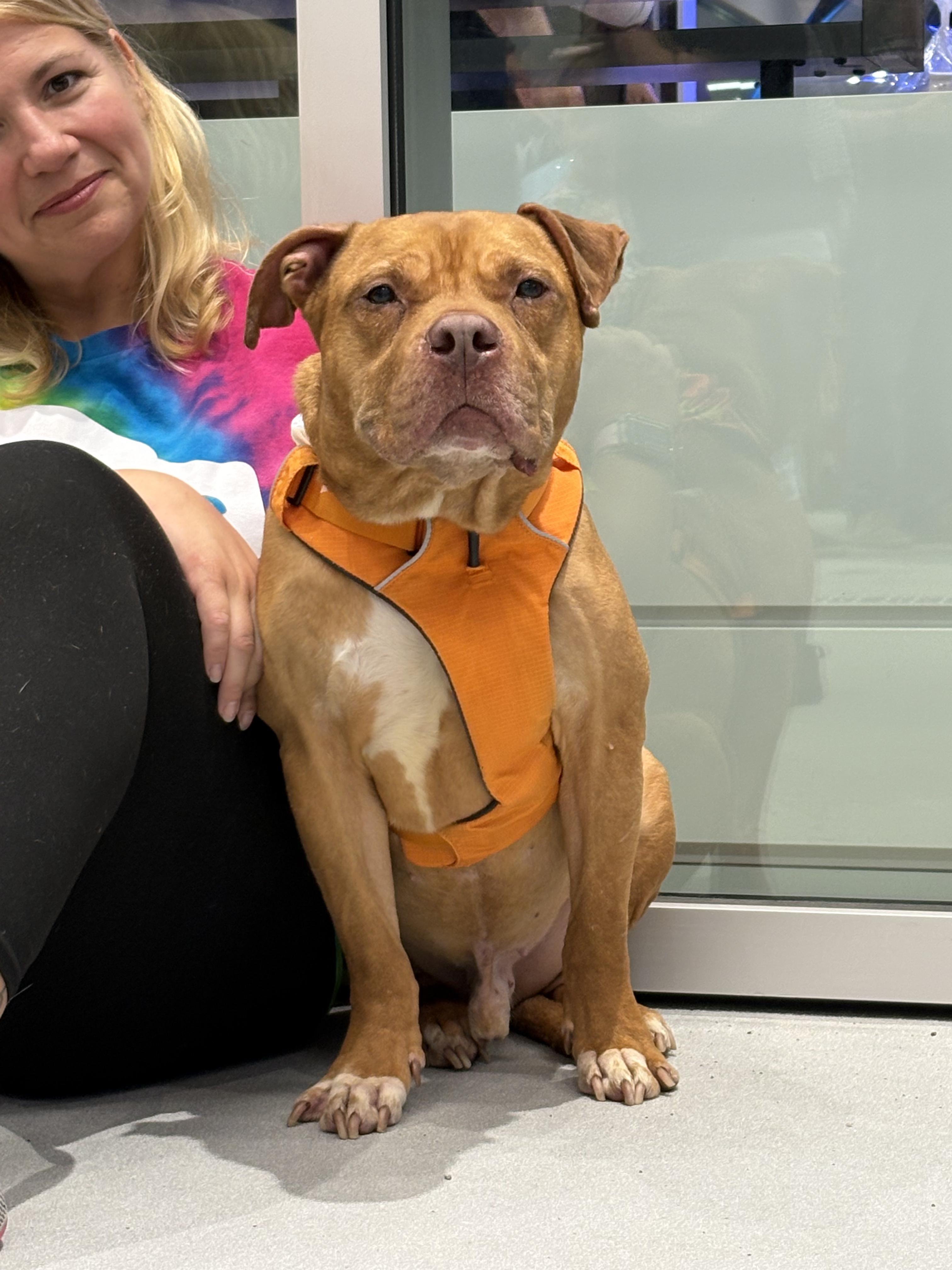 Enlarge JUNIOR, a Adoptable mixed breed in Vandergrift, PA image 3/6