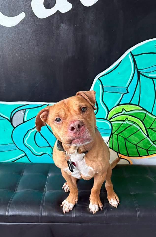 JUNIOR, ADOPTABLE, Senior Male Pit Bull Terrier.