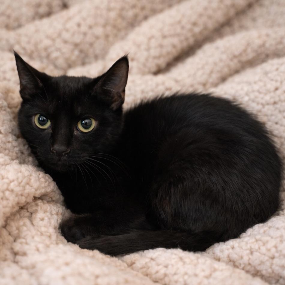 Yeni, Adoptable, Young Female Domestic Short Hair.