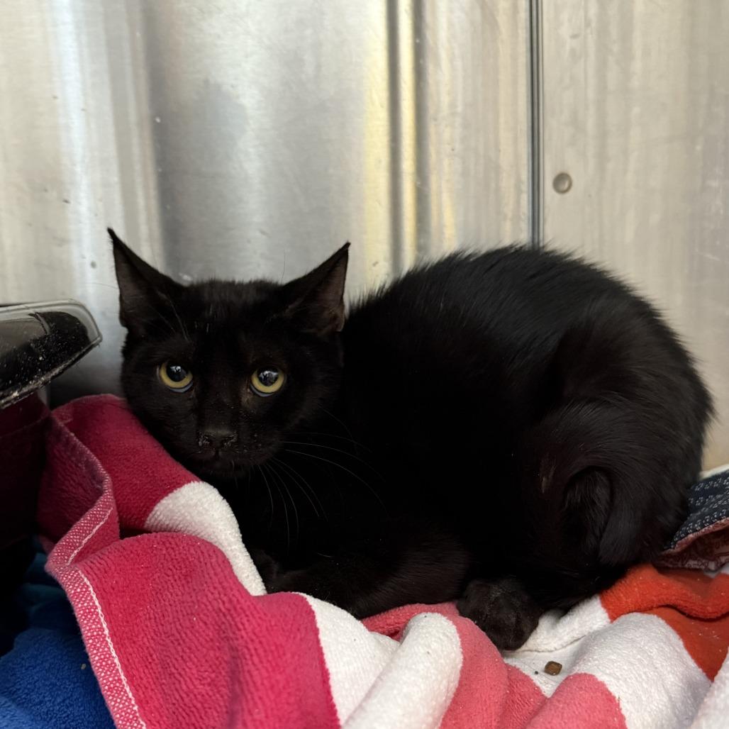 Yeni, Adoptable, Young Female Domestic Short Hair.