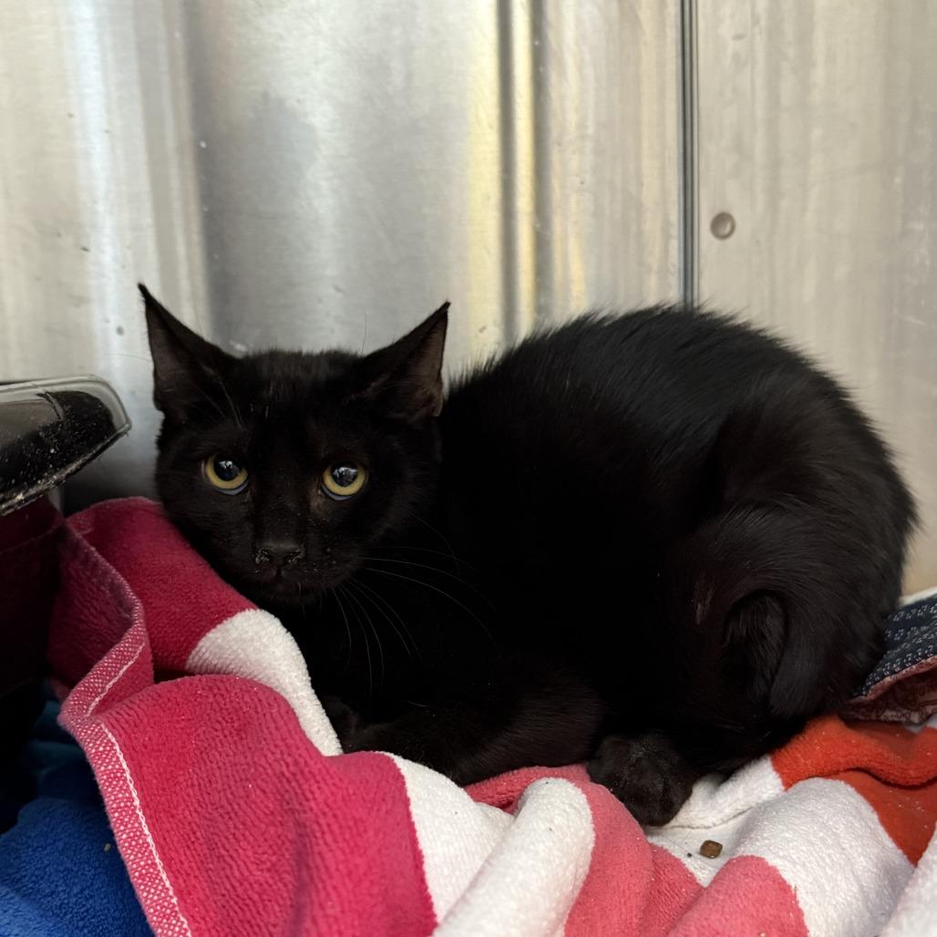 Enlarge Yeni, a Adoptable Domestic Short Hair in Jupiter, FL image 2/3