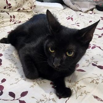 Enlarge Yeni, a Adoptable Domestic Short Hair in Jupiter, FL image 3/3