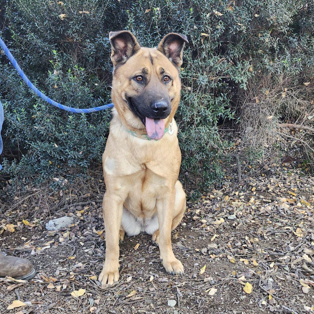 Enlarge Macy, a ADOPTABLE mixed breed in Burbank, CA image 4/4