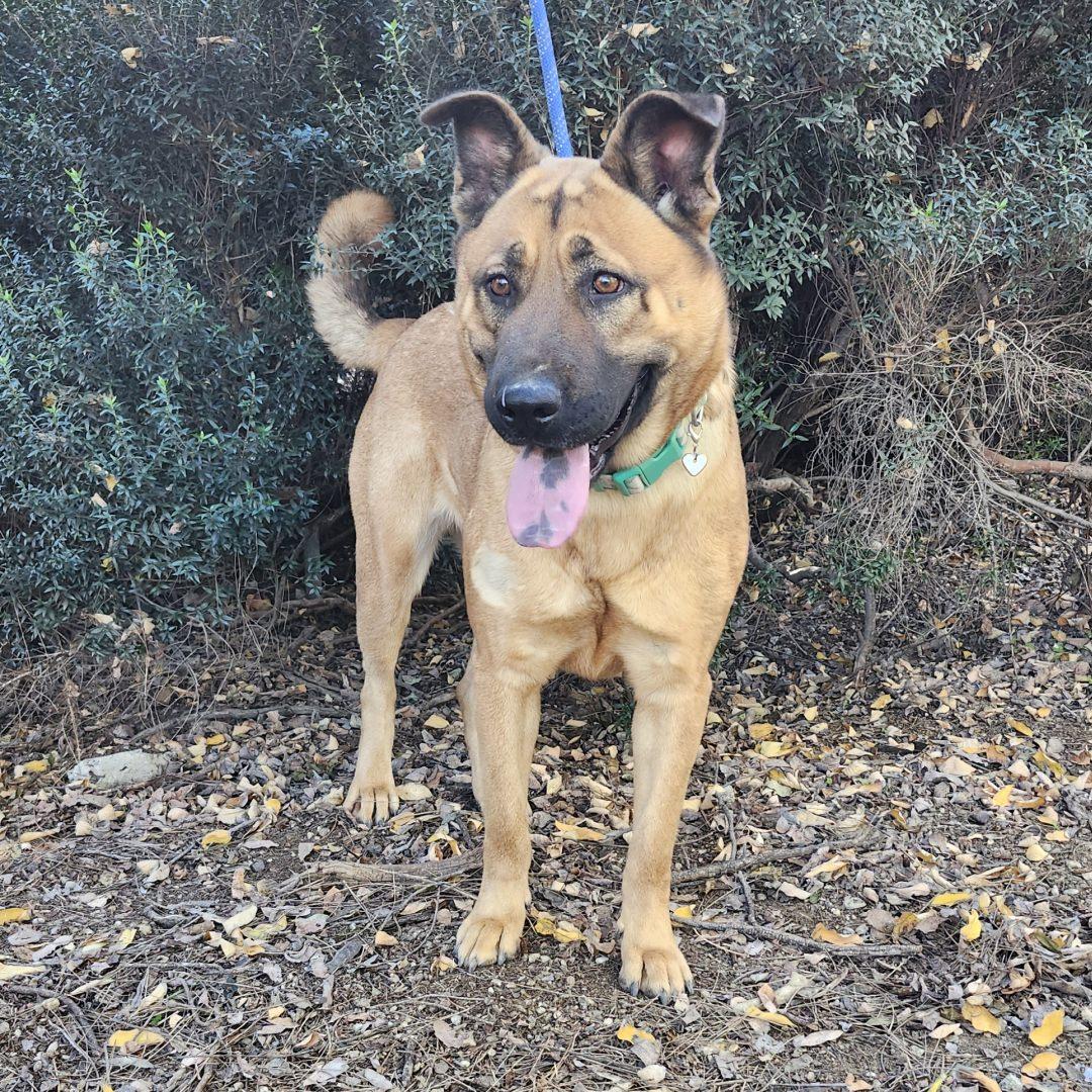 Enlarge Macy, a ADOPTABLE mixed breed in Burbank, CA image 2/4