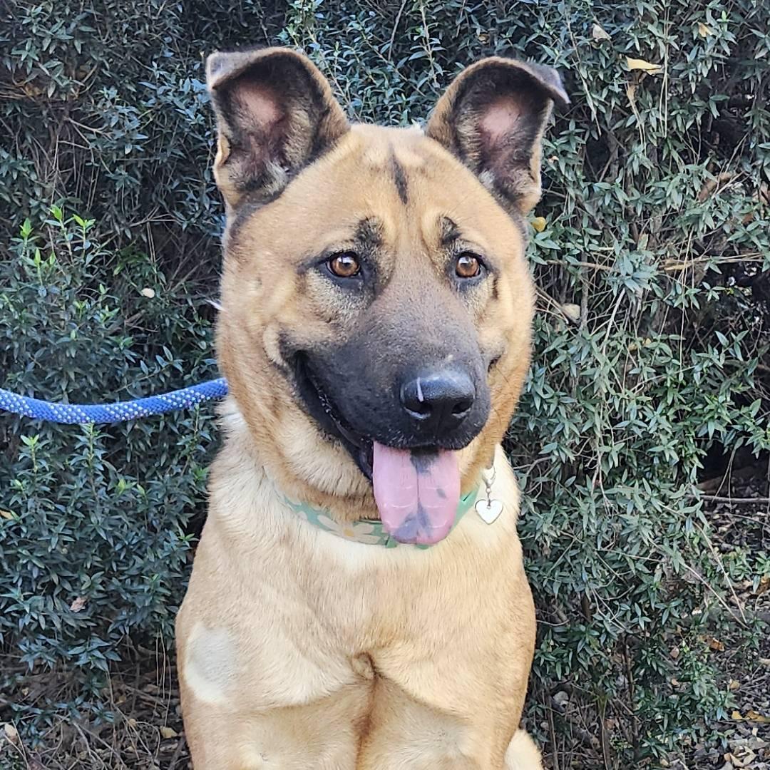 Macy, ADOPTABLE, Adult Female German Shepherd Dog.