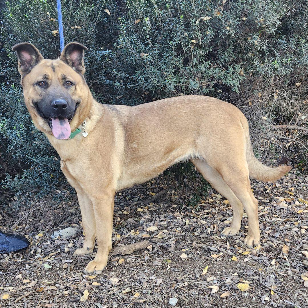 Enlarge Macy, a ADOPTABLE mixed breed in Burbank, CA image 3/4