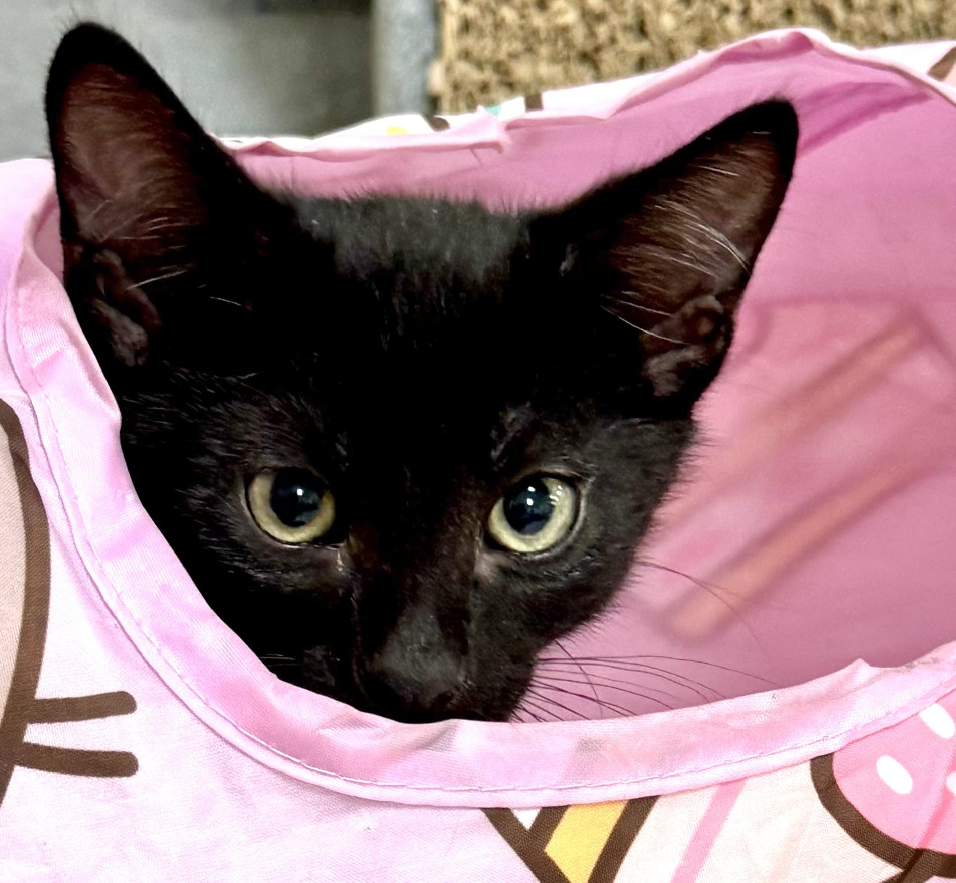 Watermelon, adopted, Kitten Female Domestic Short Hair.