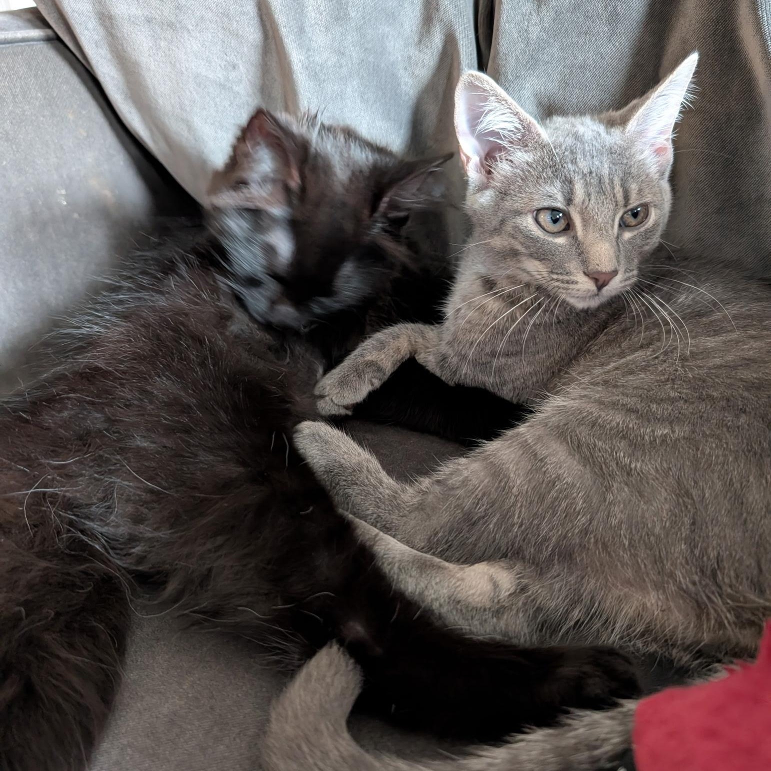 Myrtle, a Adoptable Domestic Short Hair in Wilmington, NC image 3/6