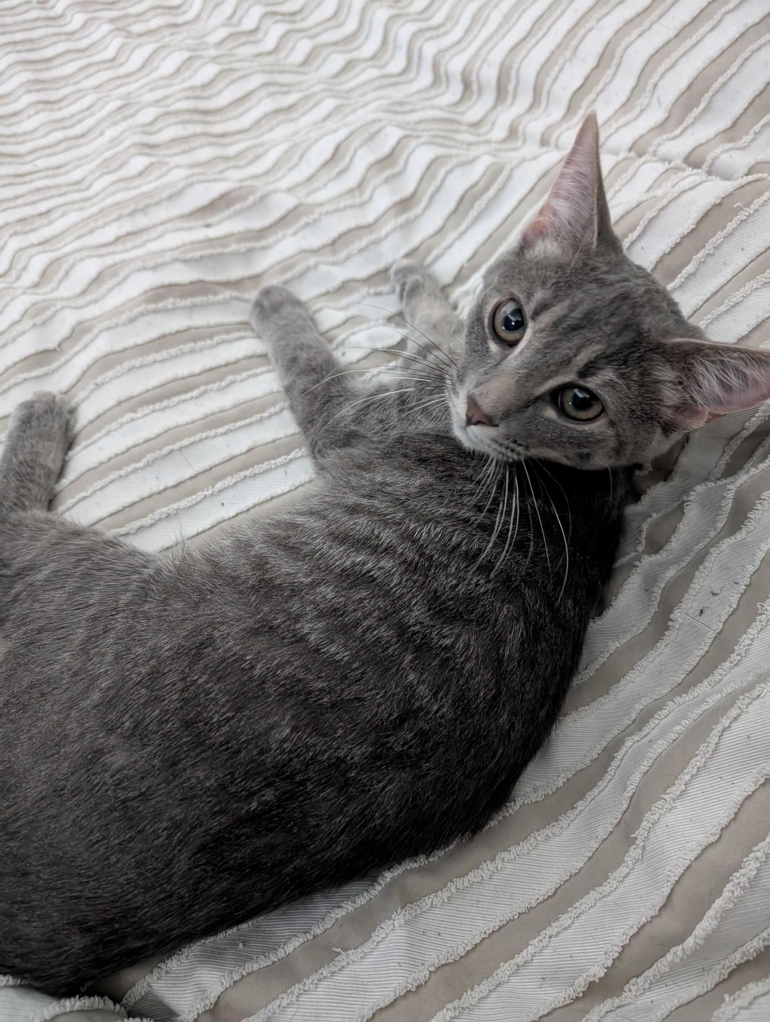 Myrtle, a Adoptable Domestic Short Hair in Wilmington, NC image 4/6