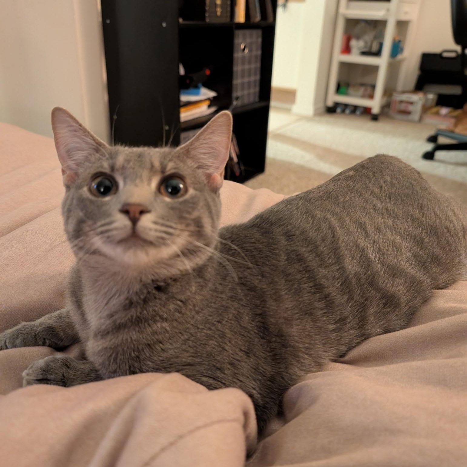 Myrtle, a Adoptable Domestic Short Hair in Wilmington, NC image 2/6