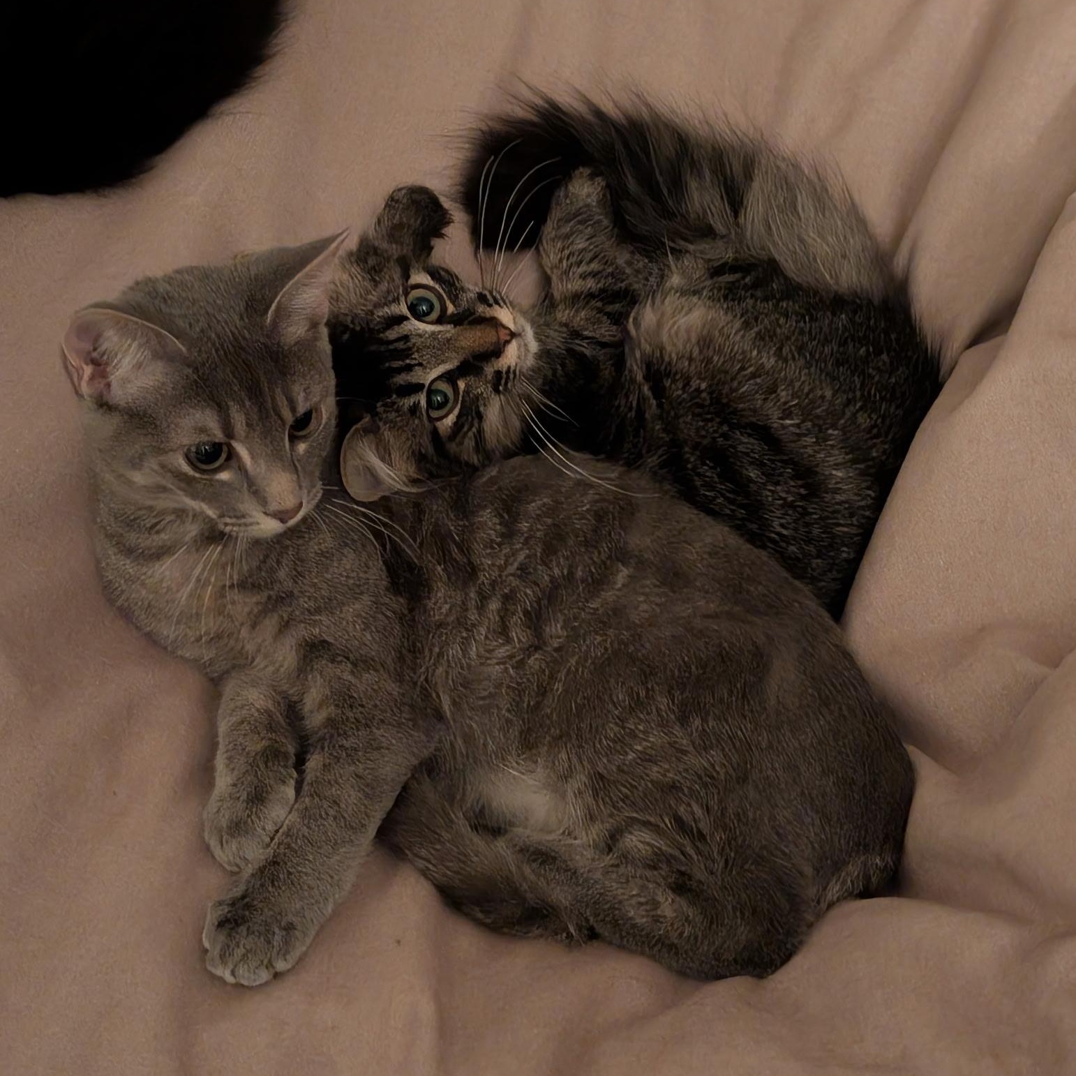 Myrtle, a Adoptable Domestic Short Hair in Wilmington, NC image 5/6