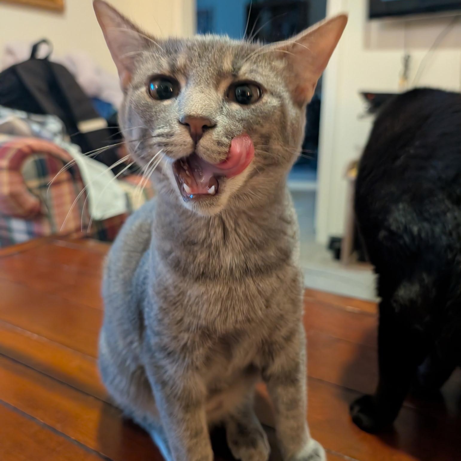 Myrtle, a Adoptable Domestic Short Hair in Wilmington, NC image 1/6