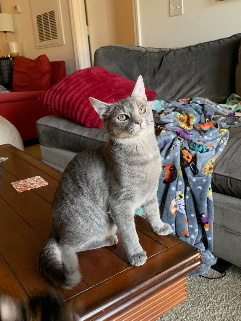 Myrtle, a Adoptable Domestic Short Hair in Wilmington, NC image 6/6