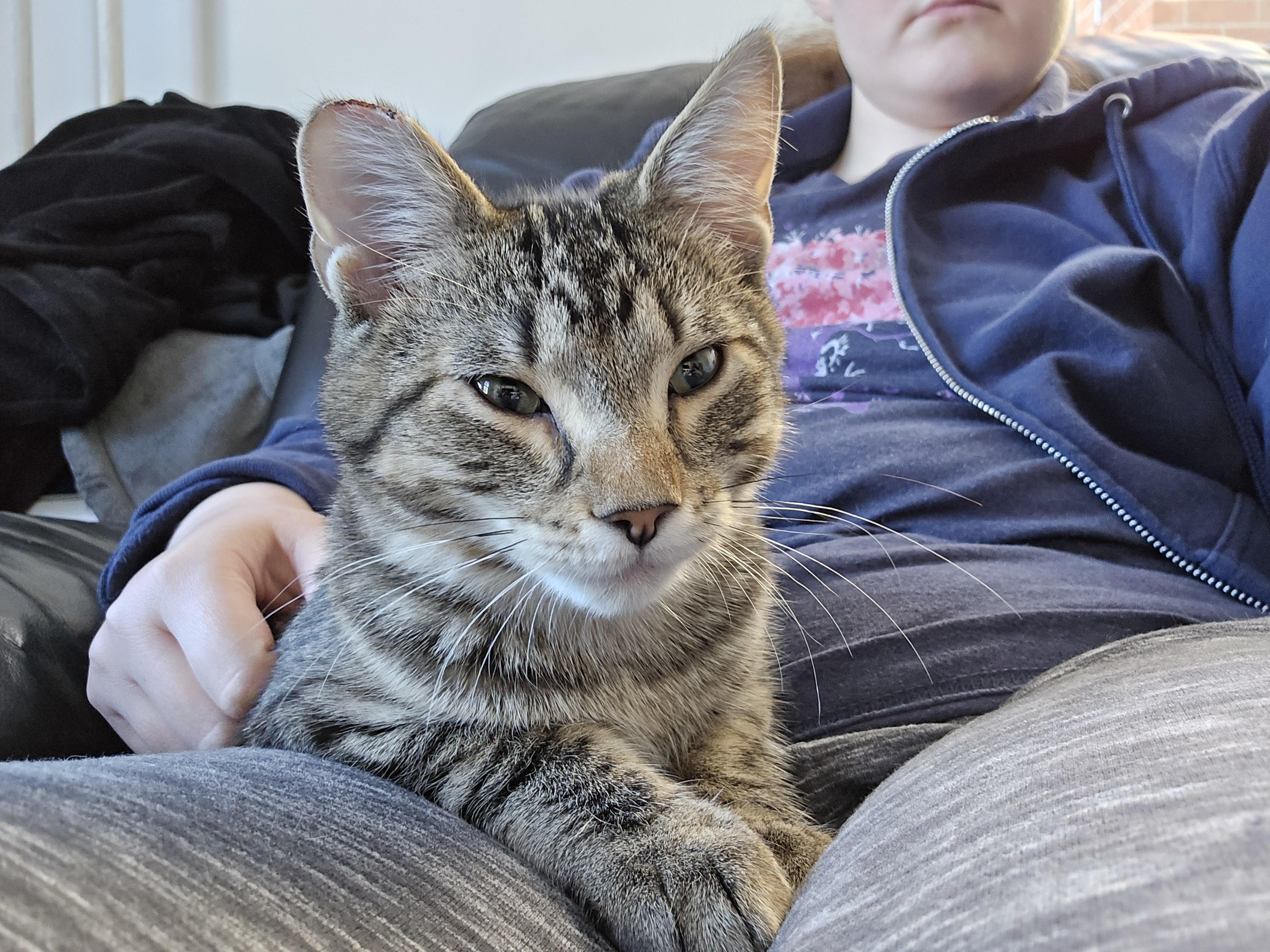 Eros, a Adoptable Domestic Short Hair in Philadelphia, PA image 1/6