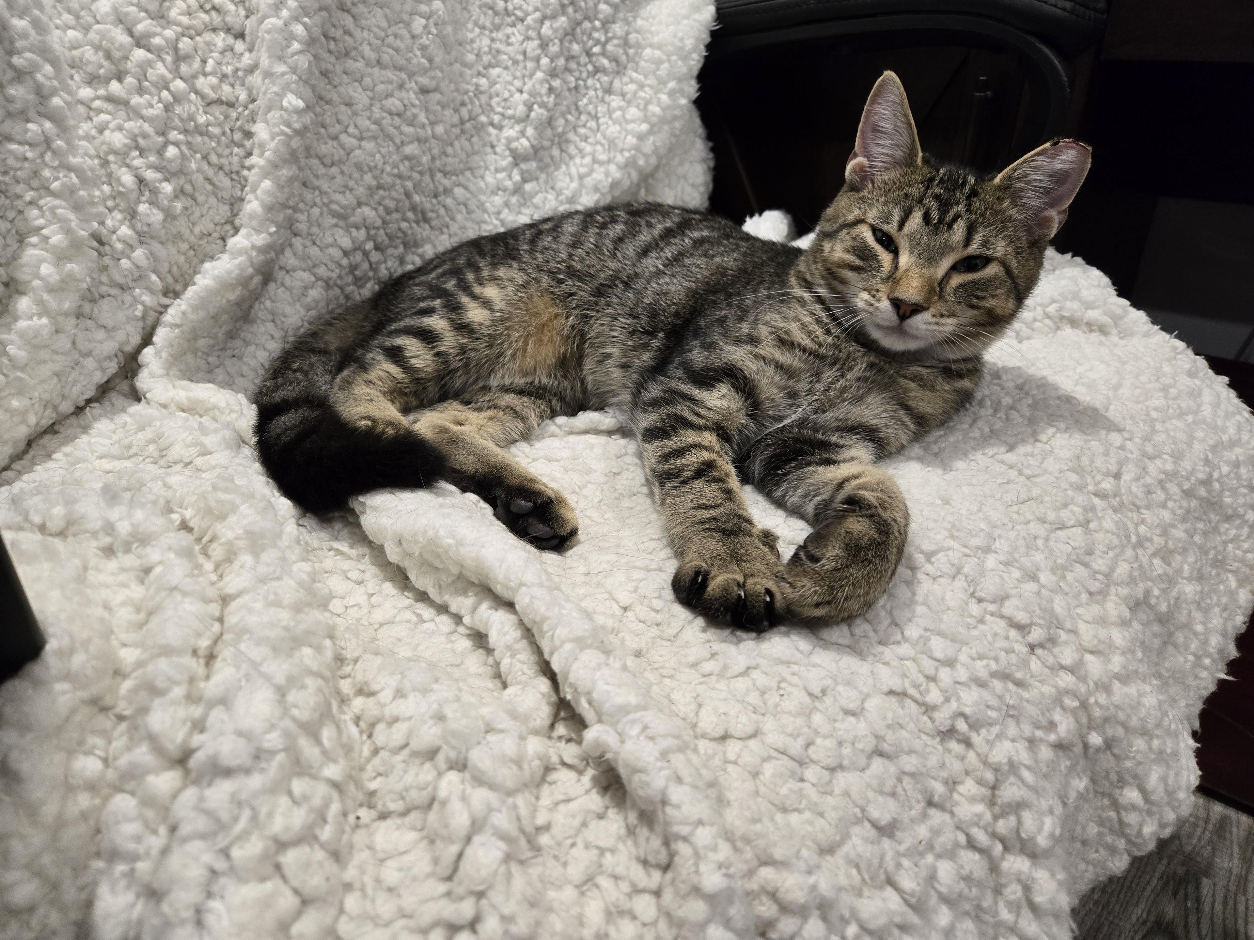 Eros, a Adoptable Domestic Short Hair in Philadelphia, PA image 2/6