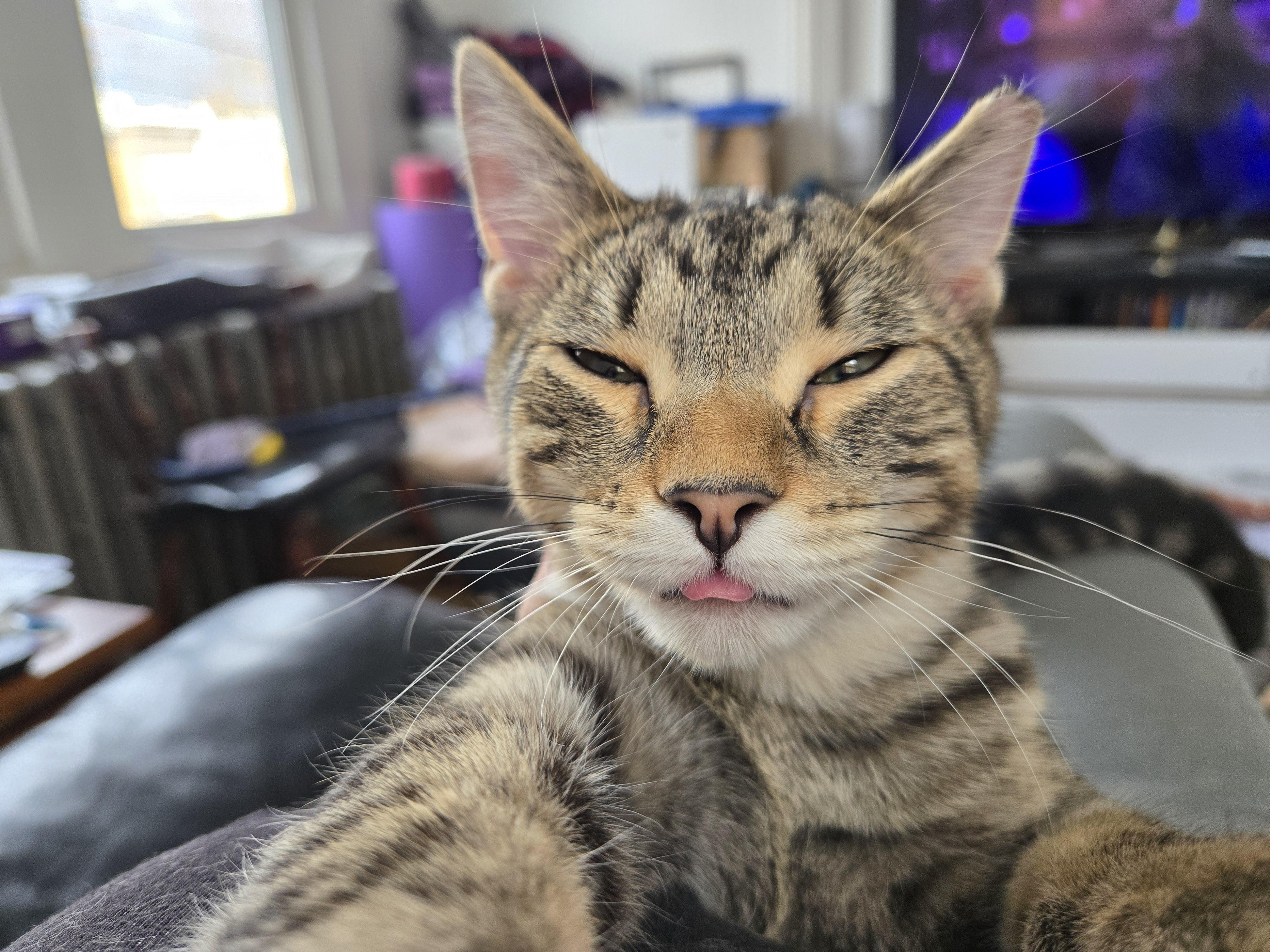 Eros, a Adoptable Domestic Short Hair in Philadelphia, PA image 3/6