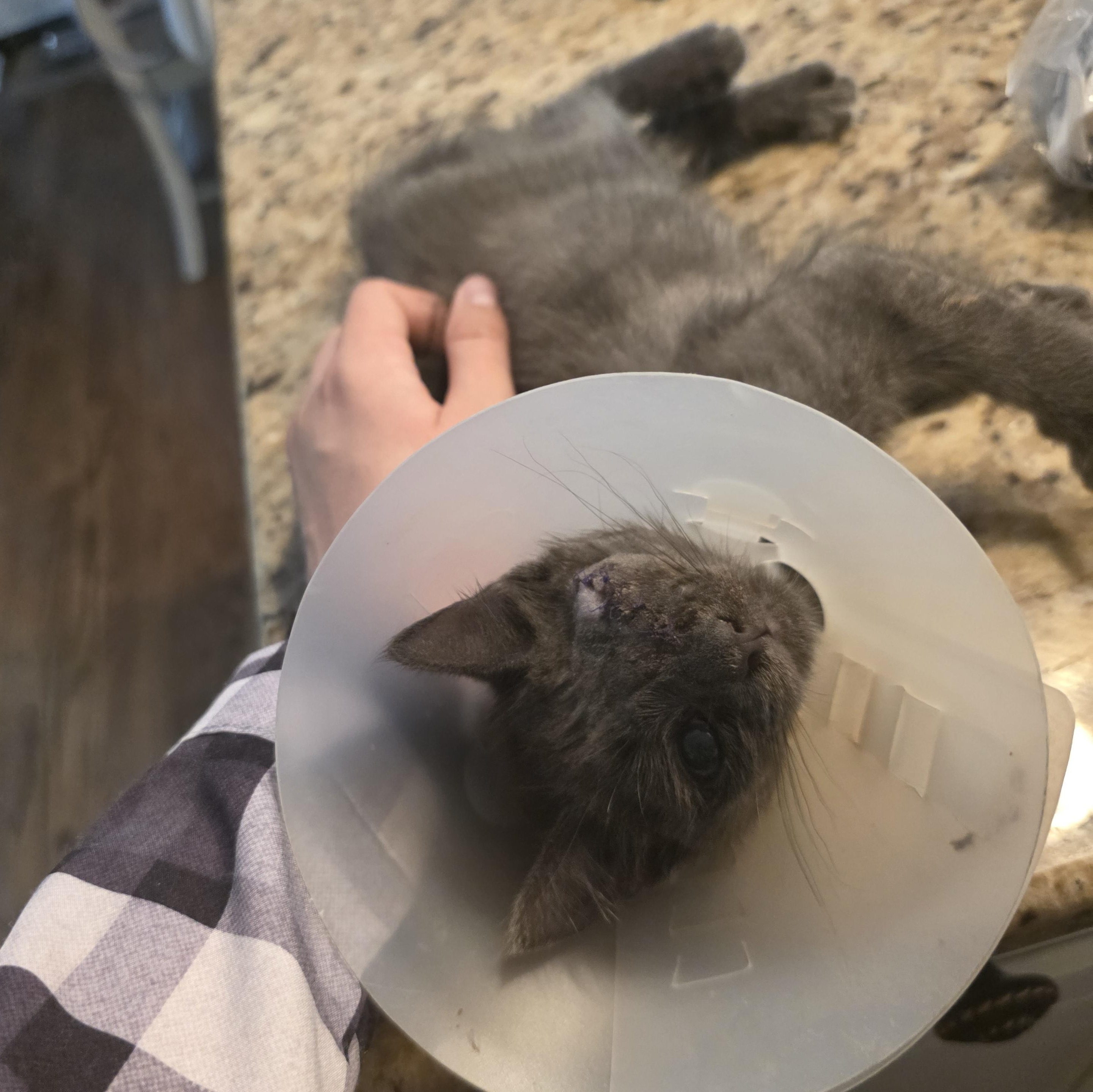 Smokey, a Adoptable mixed breed in Moriches, NY image 2/2