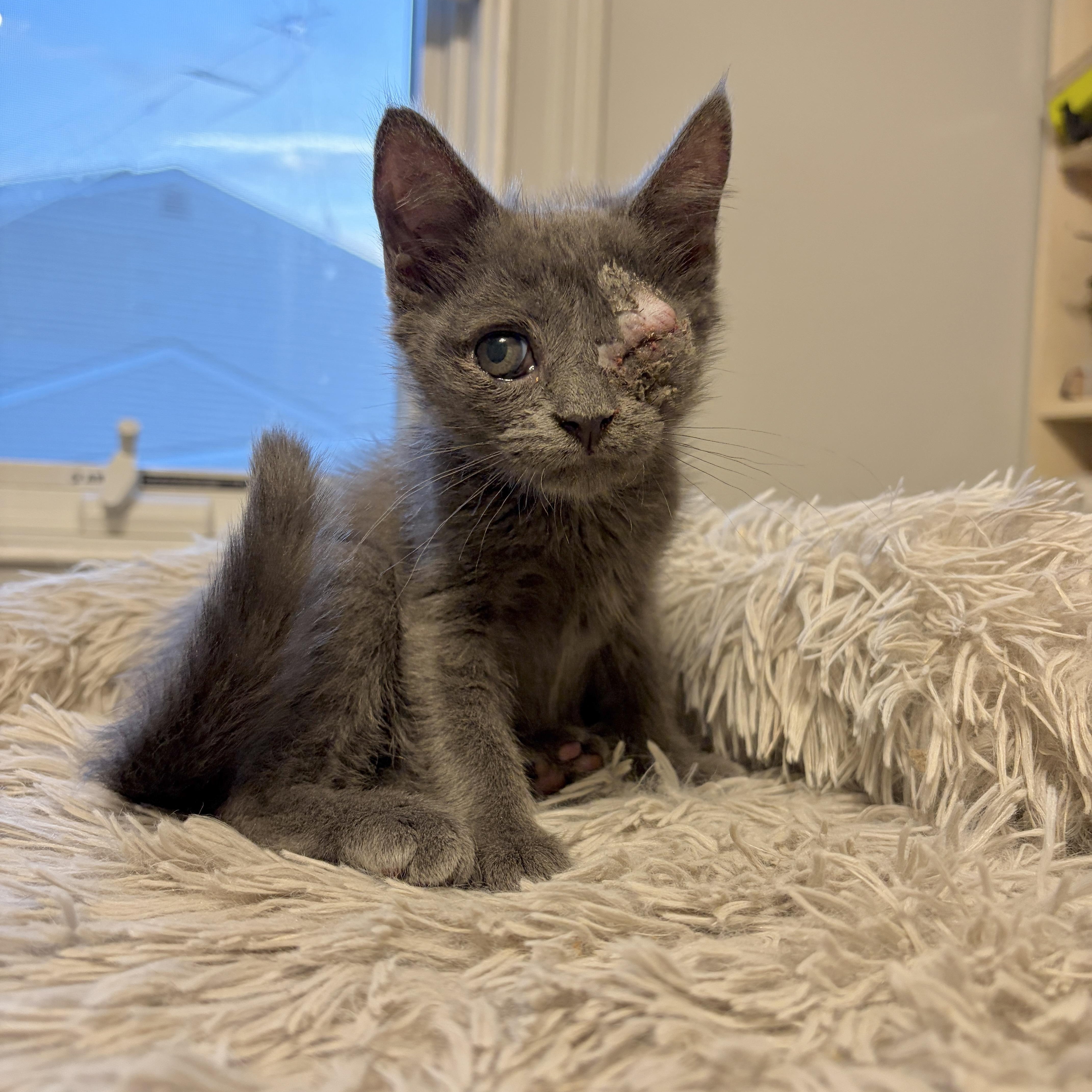 Smokey, Adoptable, Kitten Male Domestic Short Hair & Russian Blue.