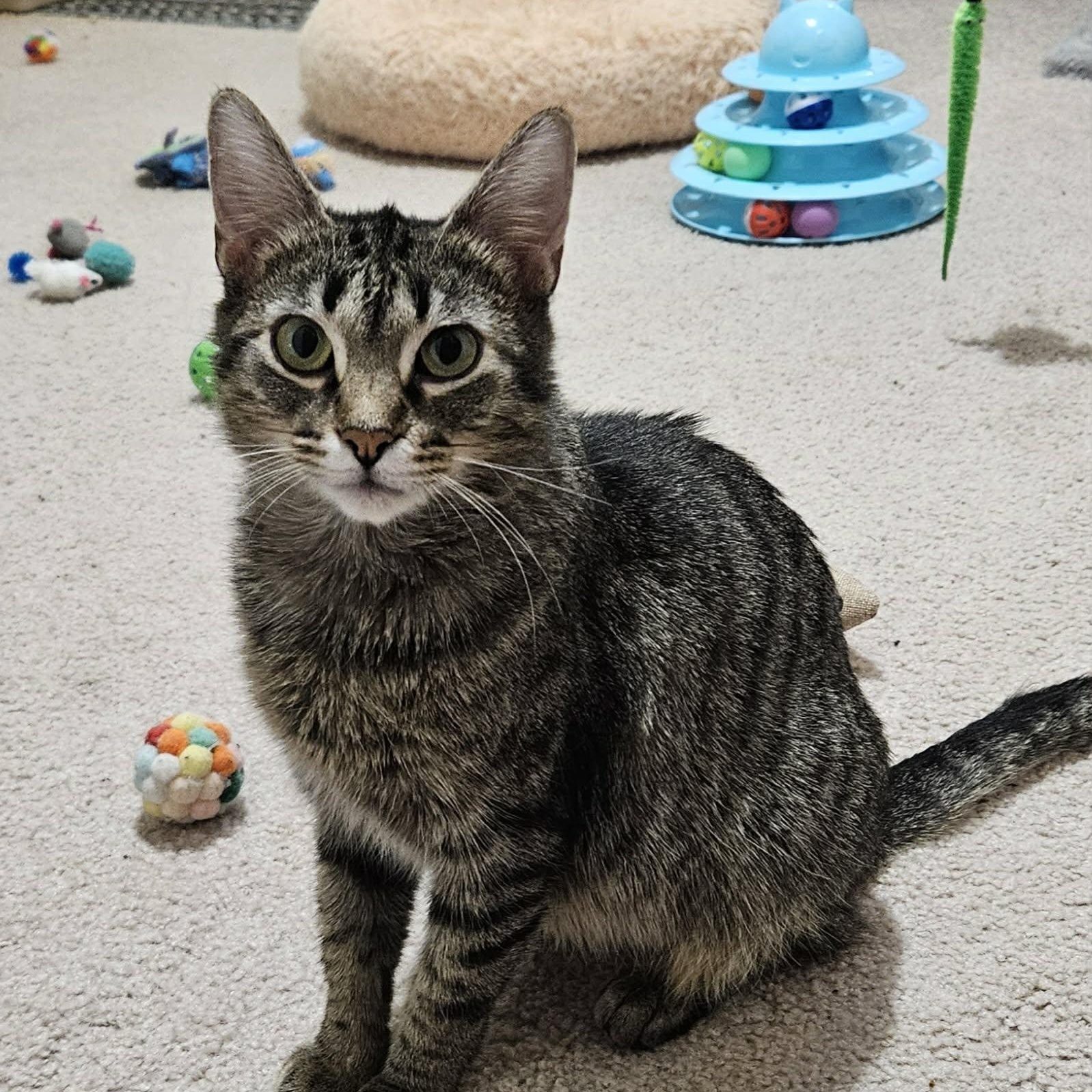 Enlarge Kimmy, a ADOPTABLE Domestic Short Hair in Pardeeville, WI image 1/3