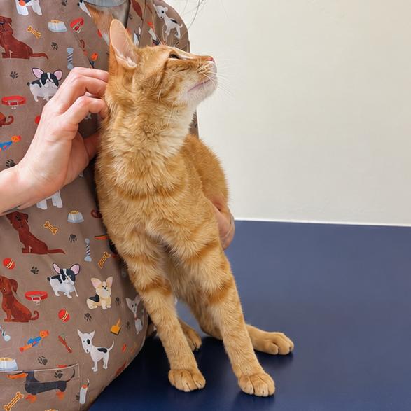 Enlarge Pepperoni, a Adoptable Domestic Short Hair in Hopewell, VA image 1/3