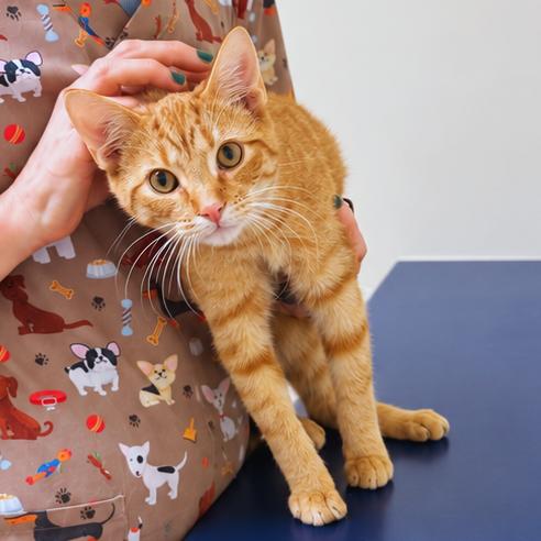 Enlarge Pepperoni, a Adoptable Domestic Short Hair in Hopewell, VA image 2/3