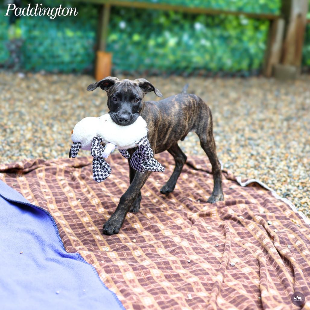 Enlarge Paddington, a Adoptable mixed breed in Hopkinton, MA image 1/6