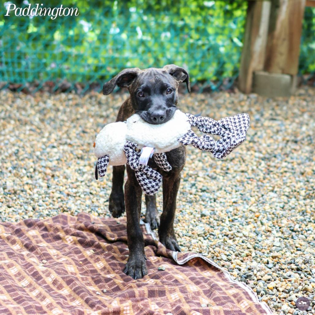 Enlarge Paddington, a Adoptable mixed breed in Hopkinton, MA image 2/6