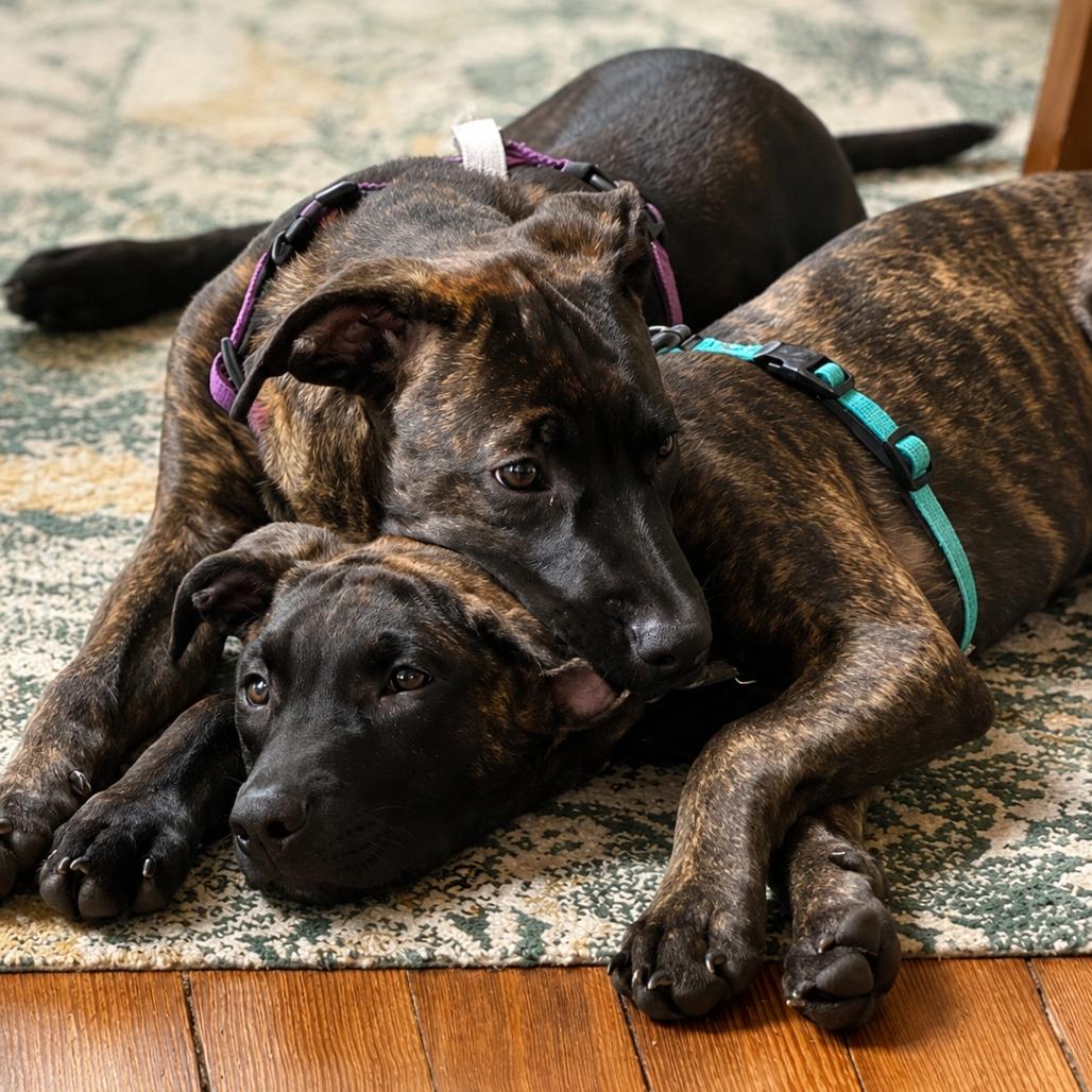 Enlarge Paddington, a Adoptable mixed breed in Hopkinton, MA image 5/6