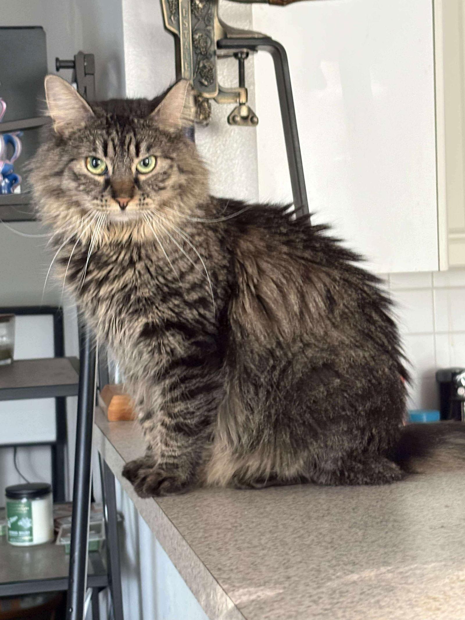 MAPLE, a Adoptable Domestic Long Hair in Holbrook, NY image 1/3
