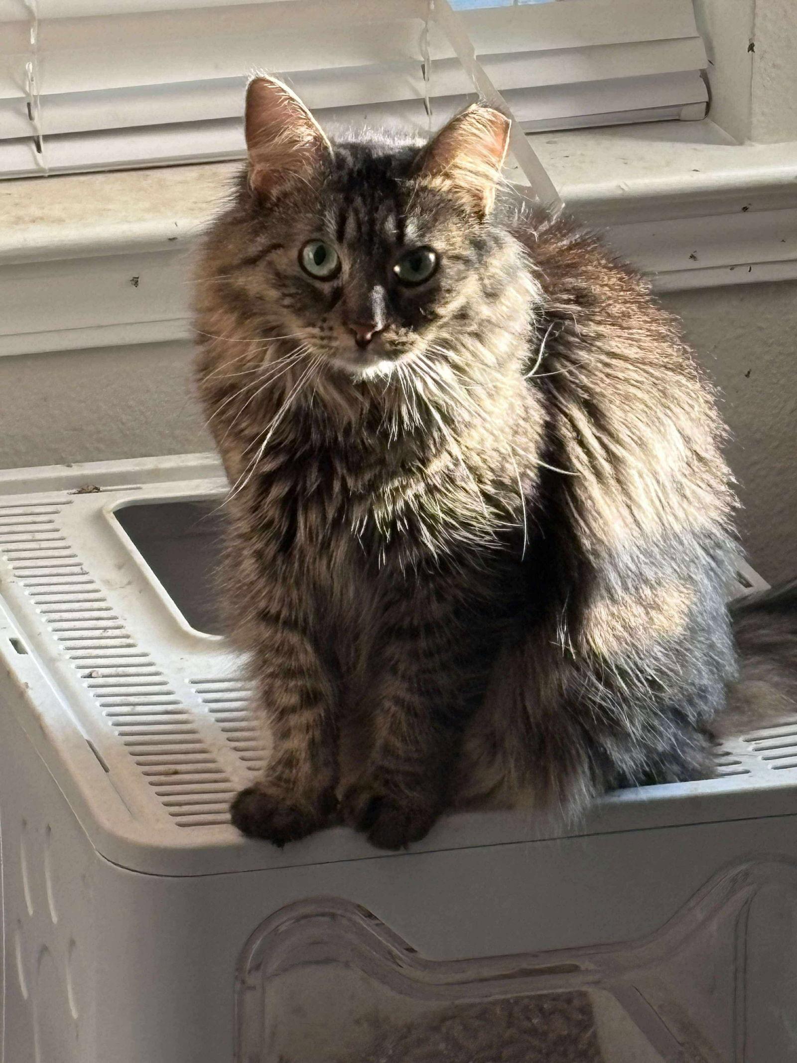 MAPLE, a Adoptable Domestic Long Hair in Holbrook, NY image 2/3