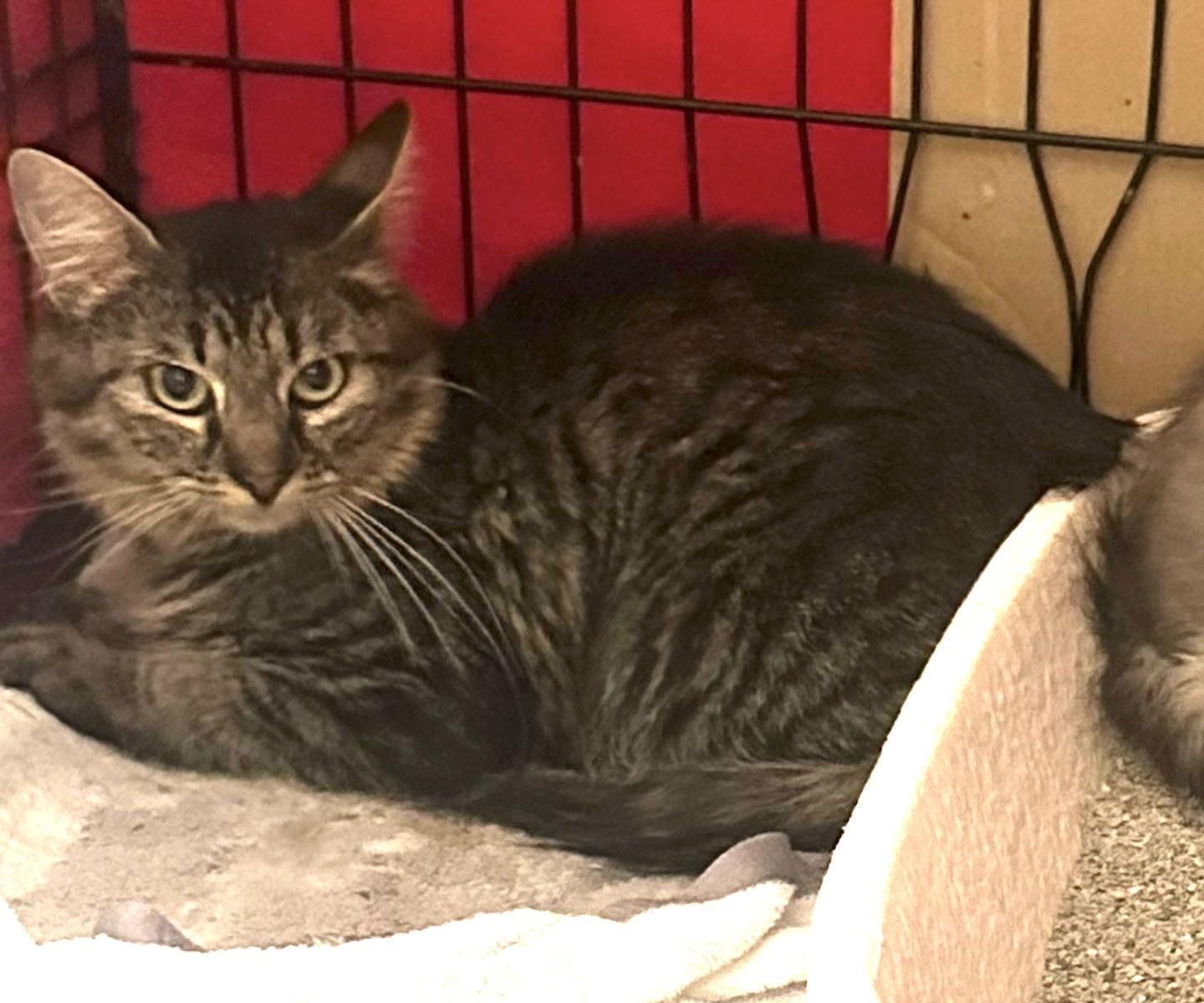 MAPLE, a Adoptable Domestic Long Hair in Holbrook, NY image 3/3