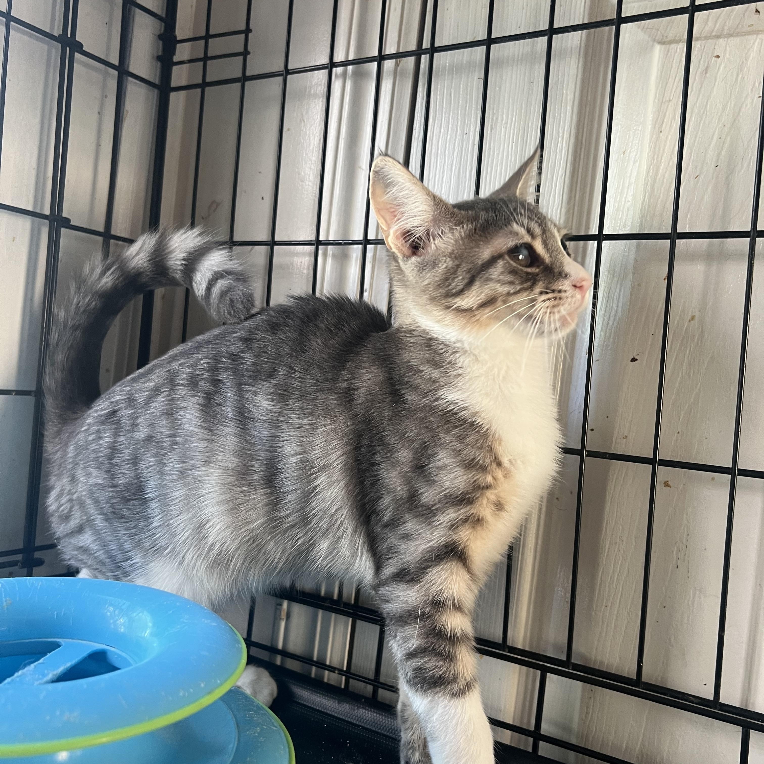 Enlarge Bonnie, a Adoptable Domestic Short Hair in Syosset, NY image 2/5