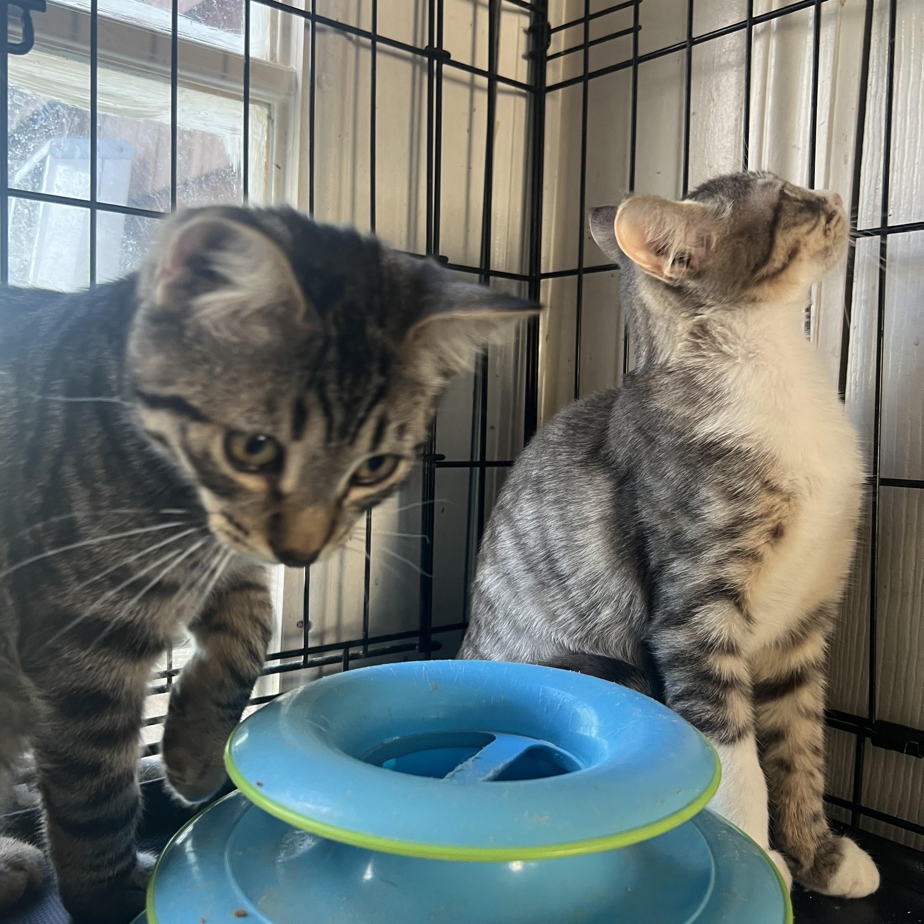 Enlarge Bonnie, a Adoptable Domestic Short Hair in Syosset, NY image 5/5