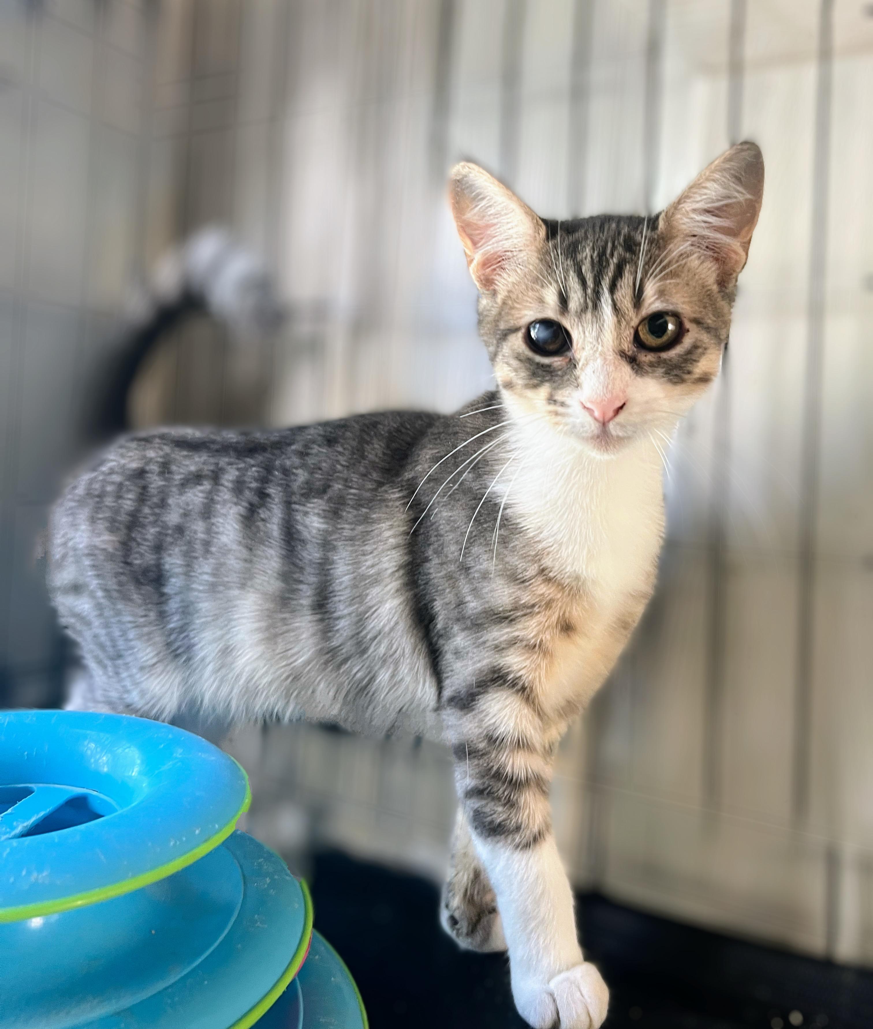 Bonnie, Adoptable, Kitten Female Domestic Short Hair.