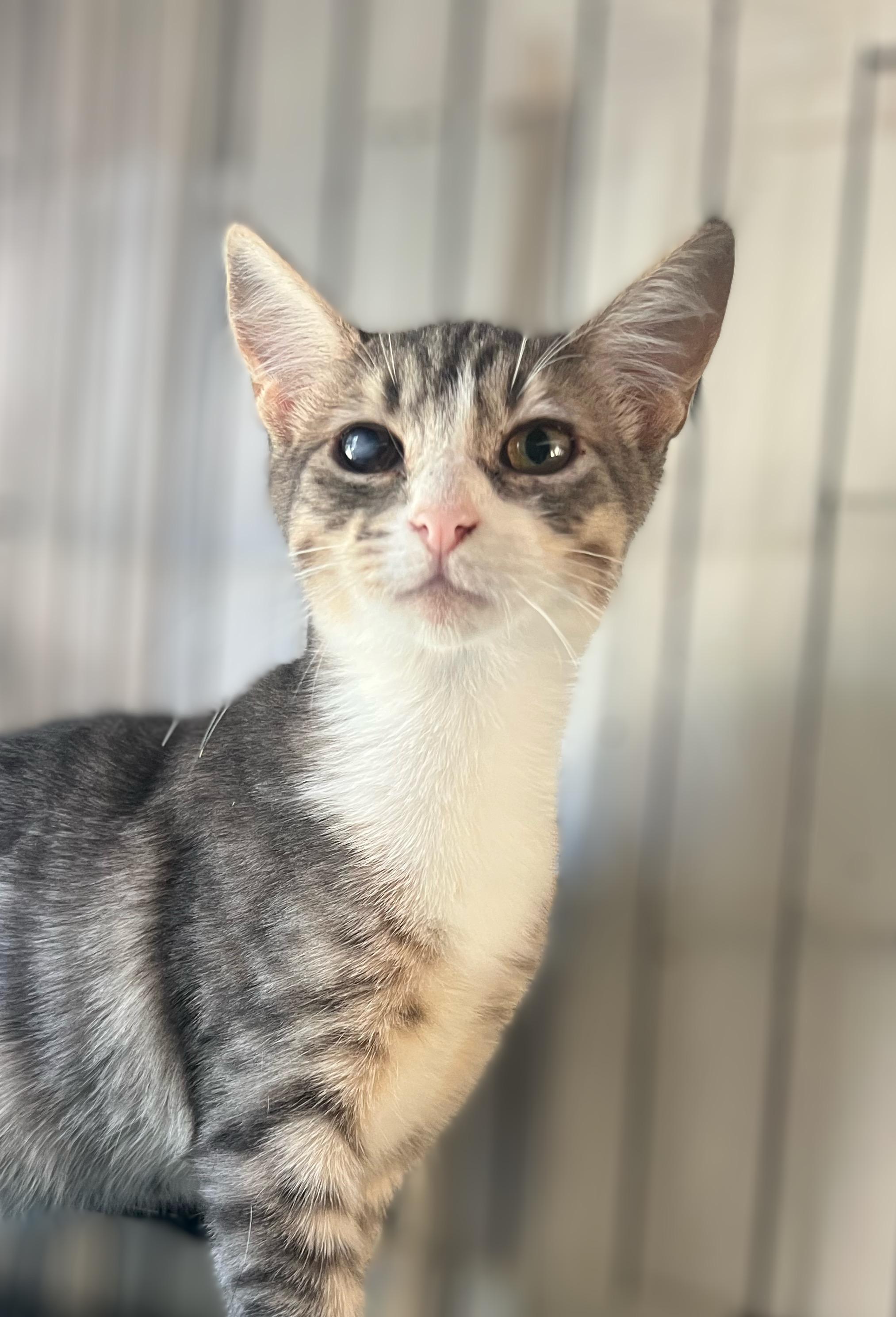 Enlarge Bonnie, a Adoptable Domestic Short Hair in Syosset, NY image 3/5