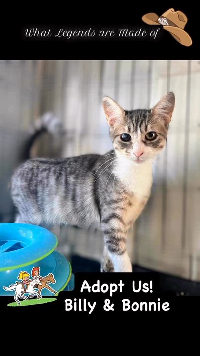 Enlarge Bonnie, a Adoptable Domestic Short Hair in Syosset, NY video 4/5