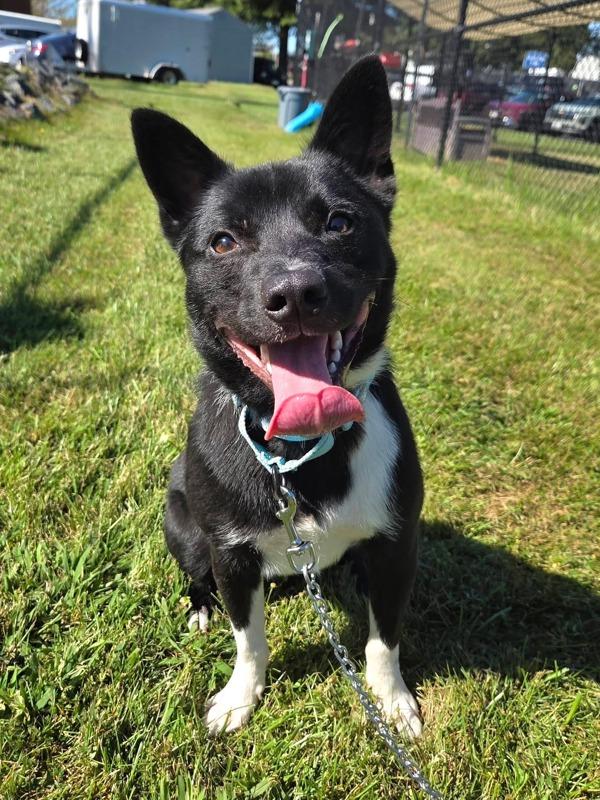 Enlarge Marco, a Adoptable mixed breed in Millersville, MD image 1/1