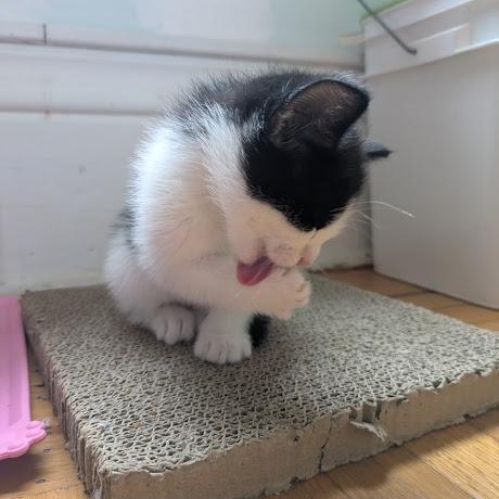 Enlarge Egg (&Echo), a Adoptable Domestic Short Hair in Minneapolis, MN image 4/6