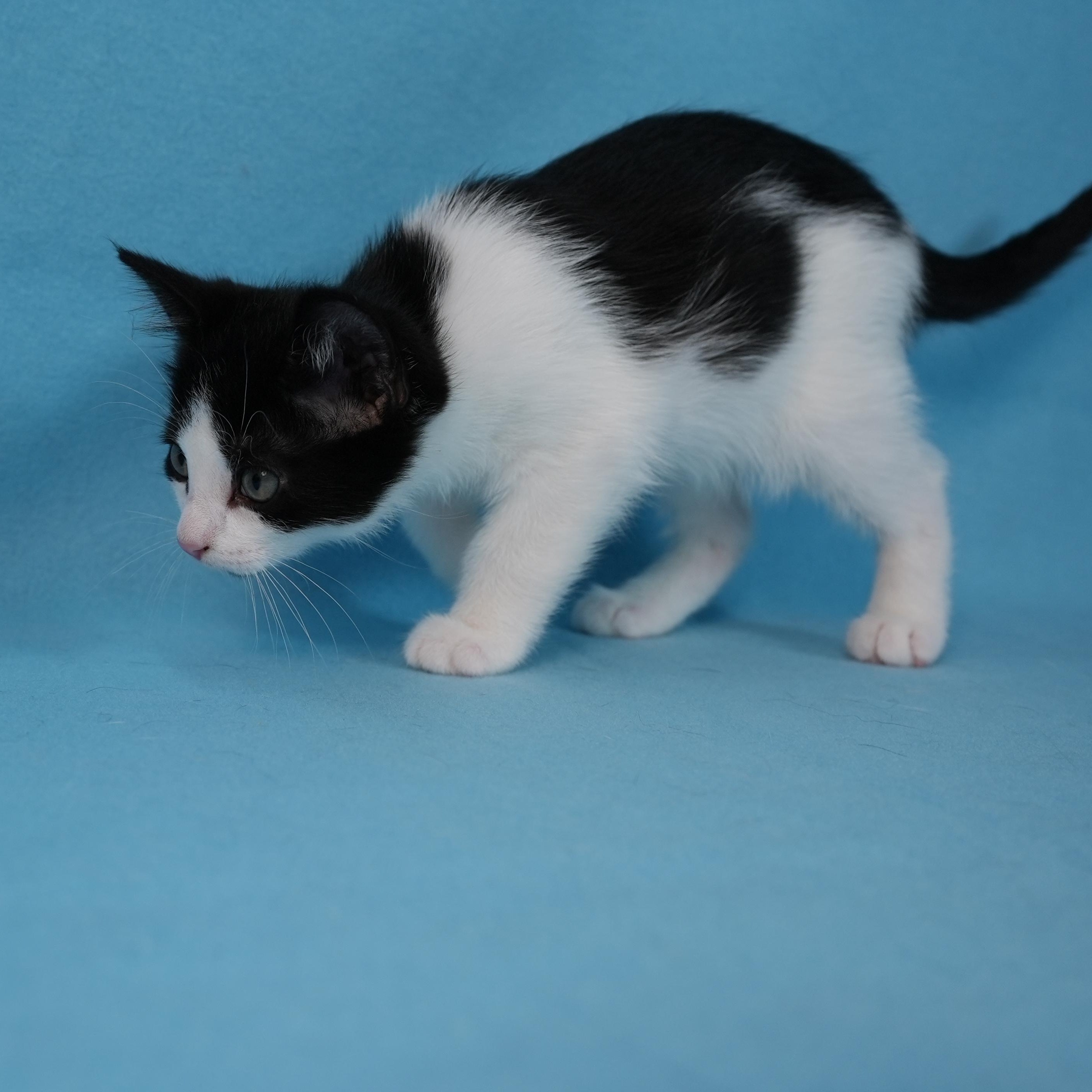 Enlarge Egg (&Echo), a Adoptable Domestic Short Hair in Minneapolis, MN image 5/6