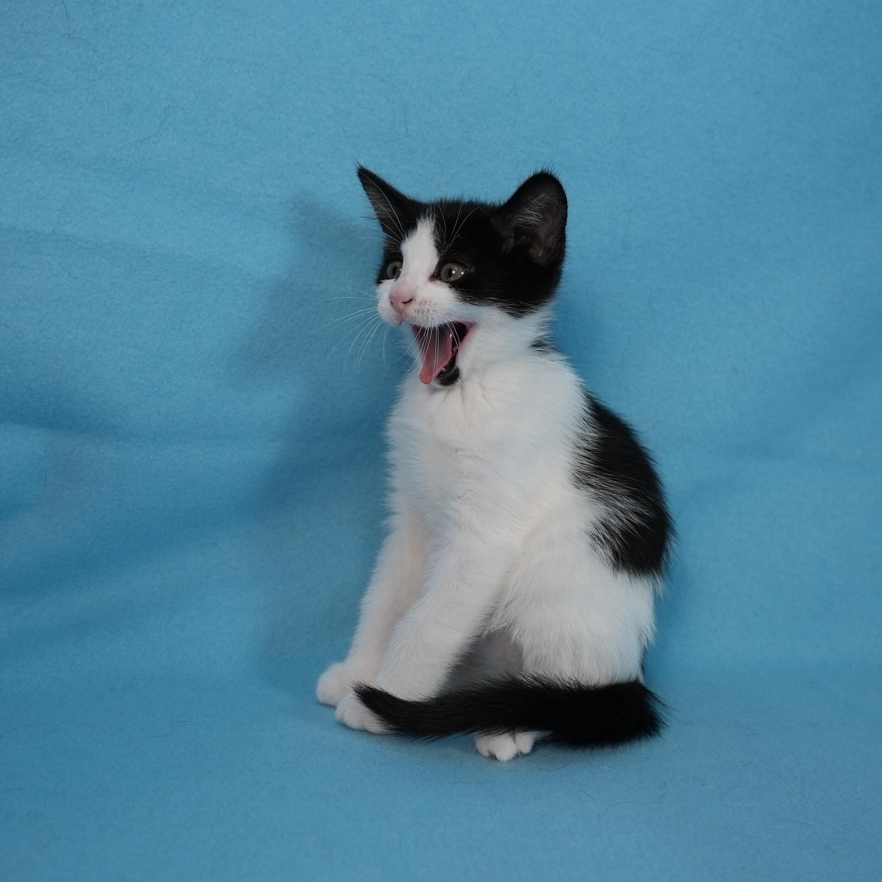 Enlarge Egg (&Echo), a Adoptable Domestic Short Hair in Minneapolis, MN image 2/6