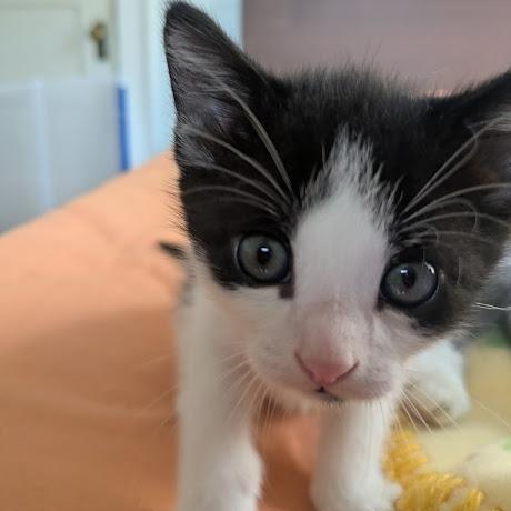 Egg (&Echo), Adoptable, Kitten Male Domestic Short Hair.