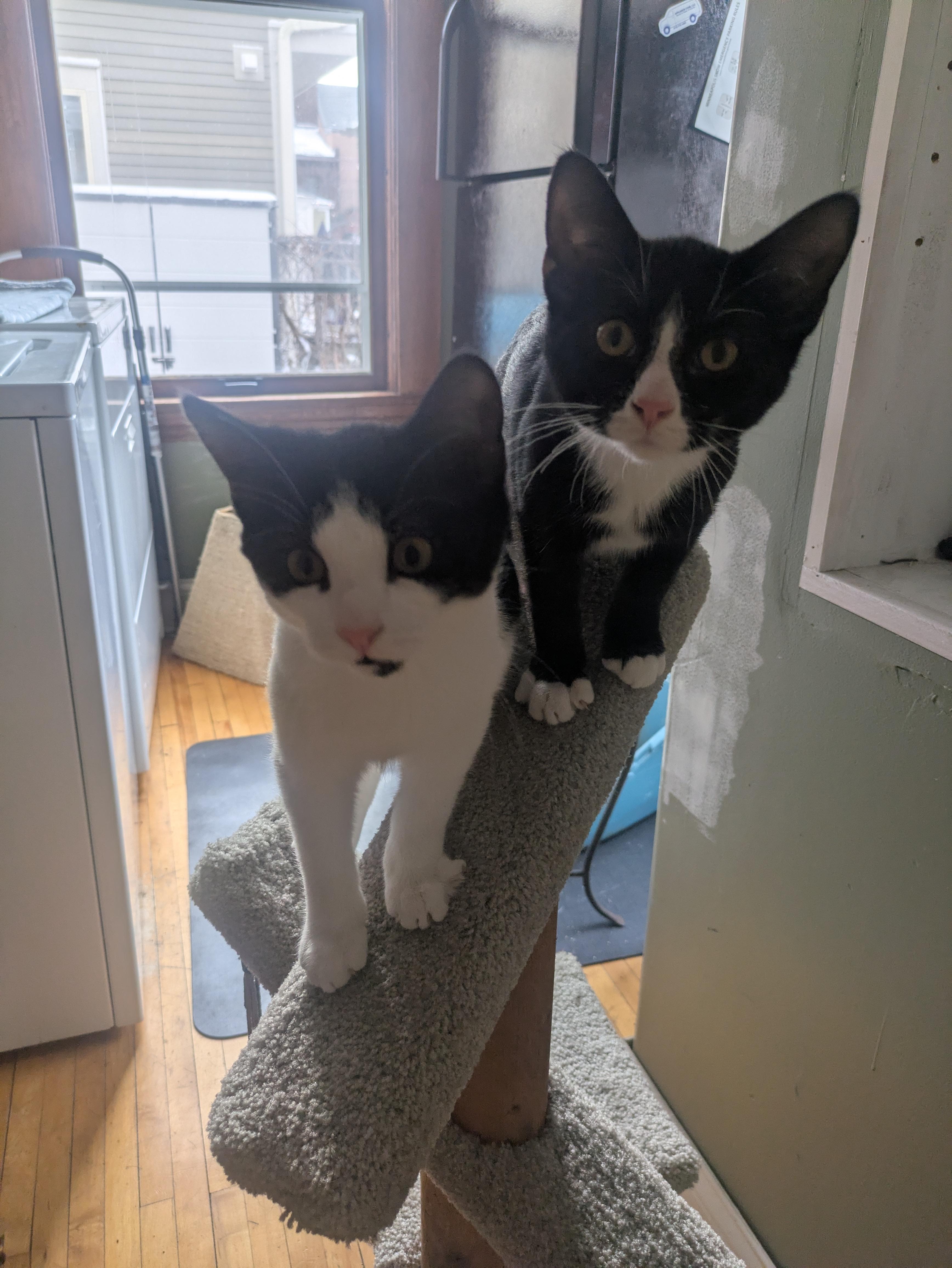 Enlarge Egg (&Echo), a Adoptable Domestic Short Hair in Minneapolis, MN image 6/6