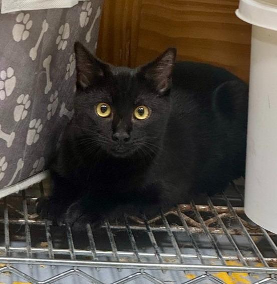 Seis, Adoptable, Young Female Domestic Short Hair.