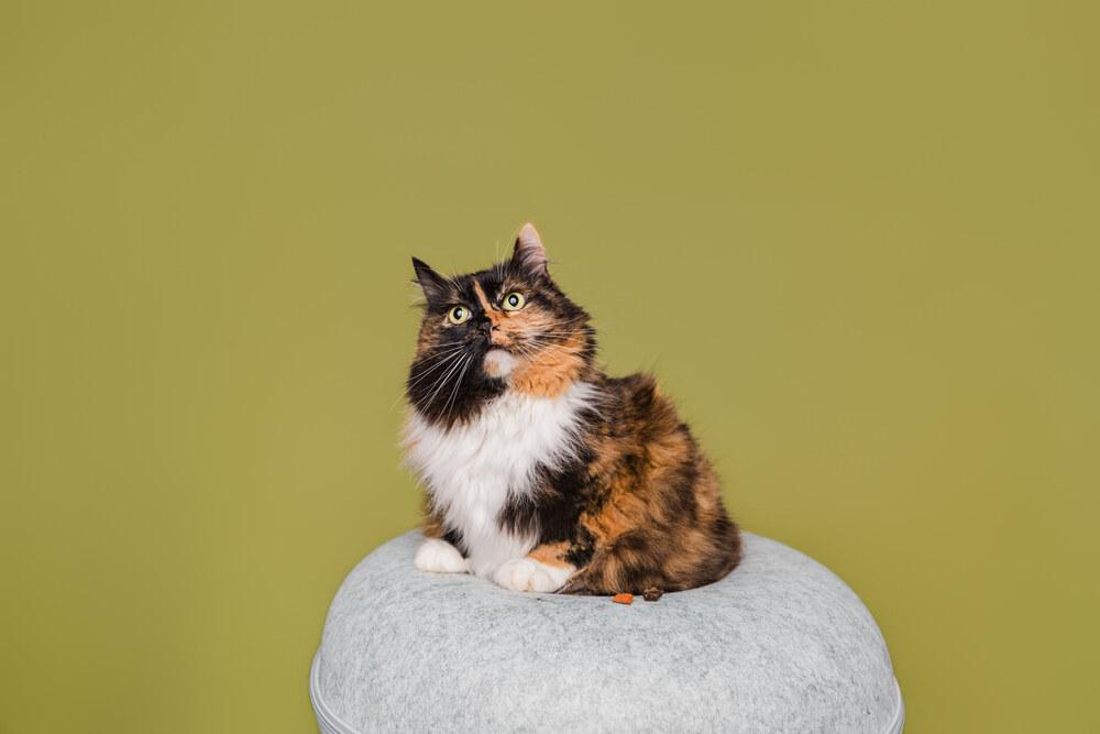 Enlarge Callie, a Adoptable Domestic Medium Hair in Wilson, NC image 1/5