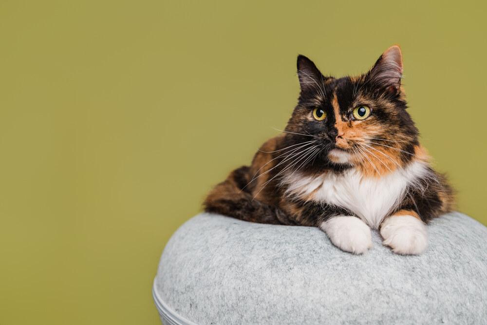 Callie, Adoptable, Adult Female Domestic Medium Hair.