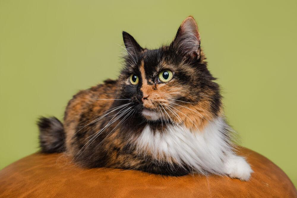 Enlarge Callie, a Adoptable Domestic Medium Hair in Wilson, NC image 3/5